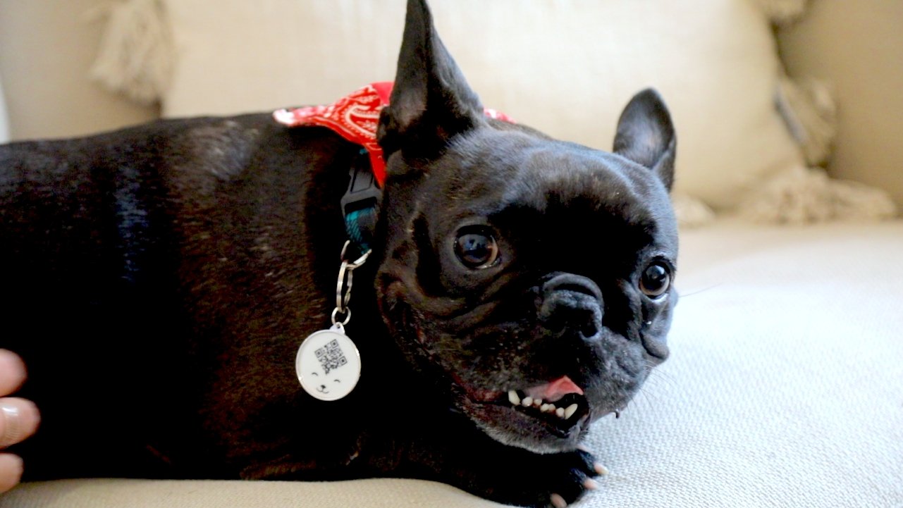 Qoeur. Médaille réfléchissante d'urgence. Chien - Smile / blanc. - Qoeur.fr