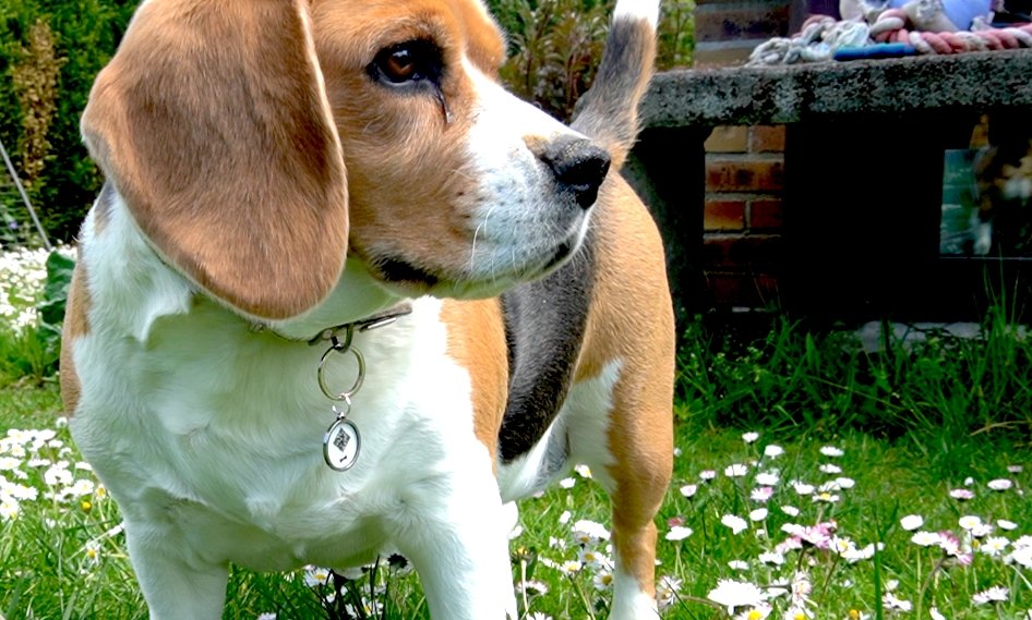 Qoeur. Médaille réfléchissante d'urgence. Chien - Os / blanc. - Qoeur.fr