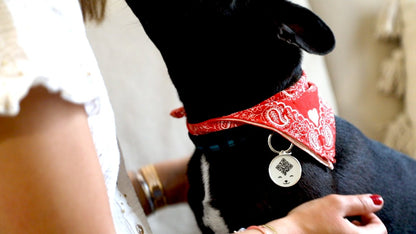 Qoeur. Médaille réfléchissante d'urgence. Chien - Smile / blanc. - Qoeur.fr